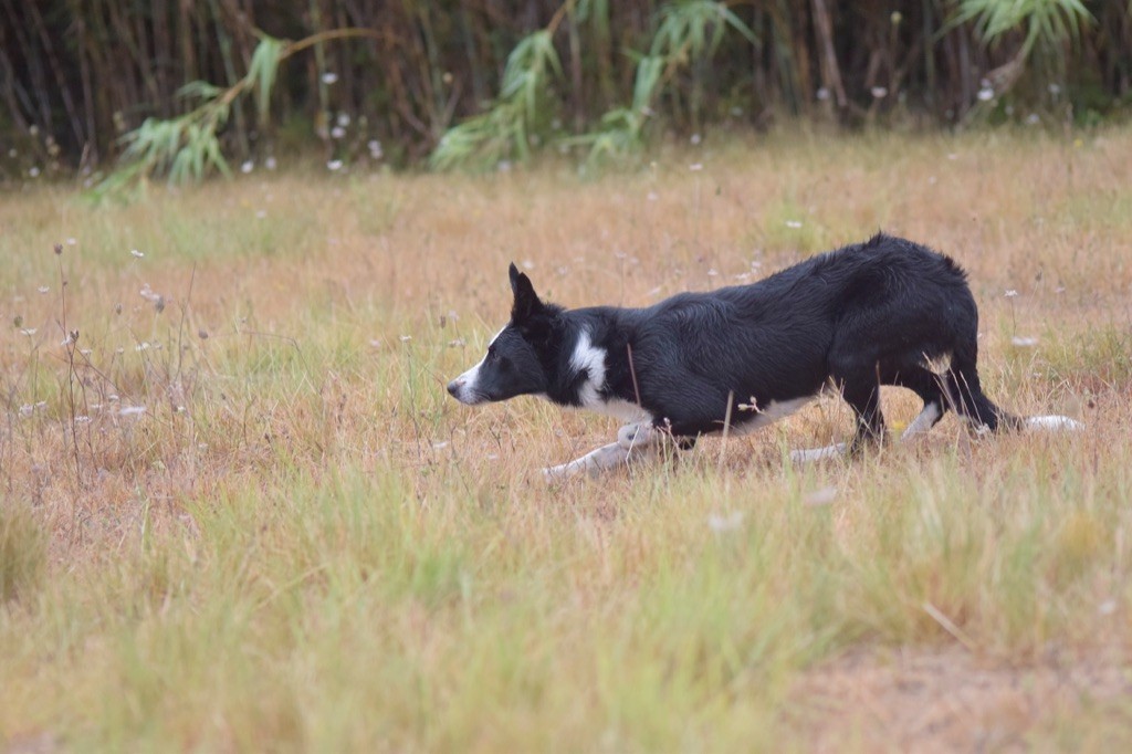 Explosive essay border collie 02 image