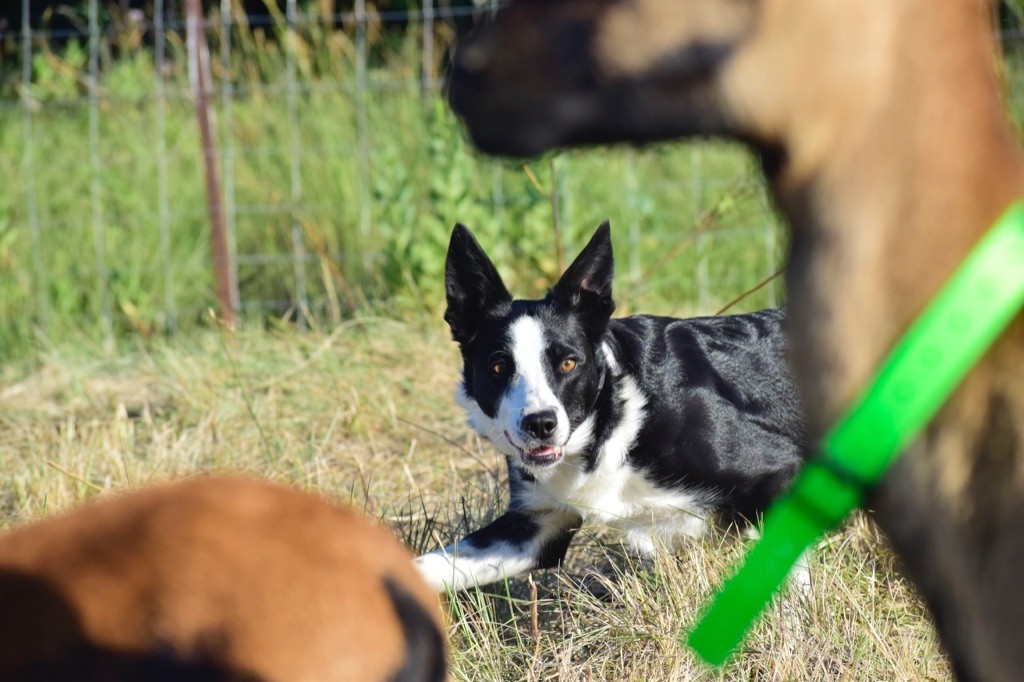Explosive essay border collie 05 image