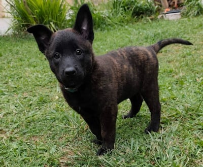 Les chiots de Berger hollandais