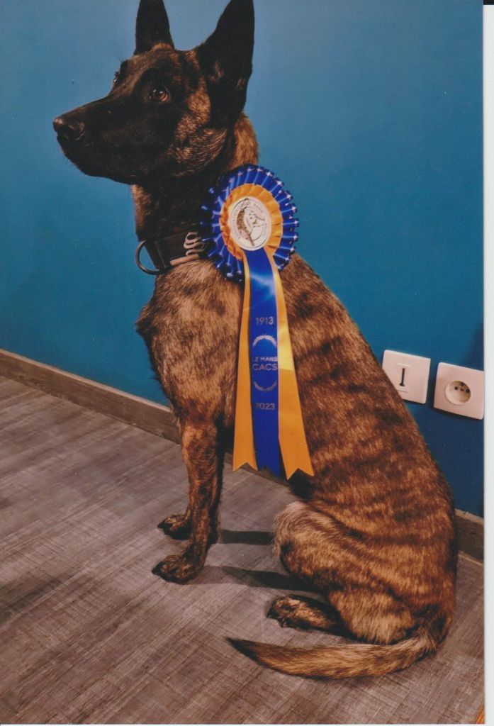 Shiva Du Croc Normand - C.A.C.S et Meilleur de race sexe opposé