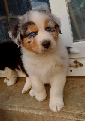 Les chiots de Berger Australien