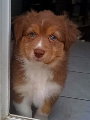 Les chiots de Berger Australien