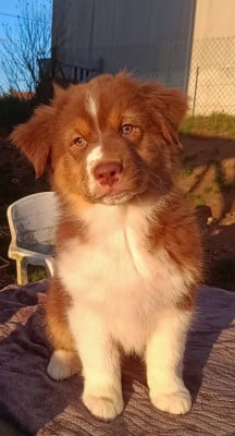 Les chiots de Berger Australien