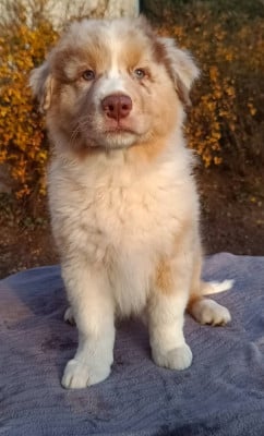 Les chiots de Berger Australien