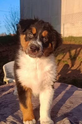 Les chiots de Berger Australien