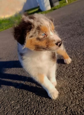 Les chiots de Berger Australien