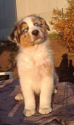 Les chiots de Berger Australien