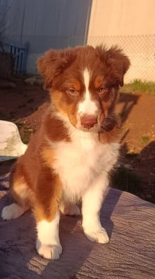 Les chiots de Berger Australien