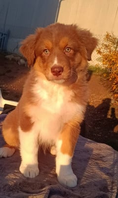 Les chiots de Berger Australien