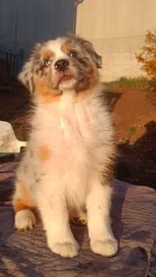 Les chiots de Berger Australien