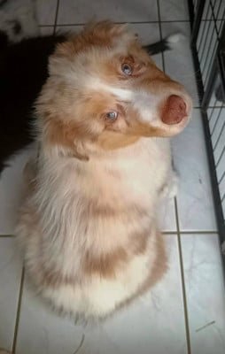 Les chiots de Berger Australien