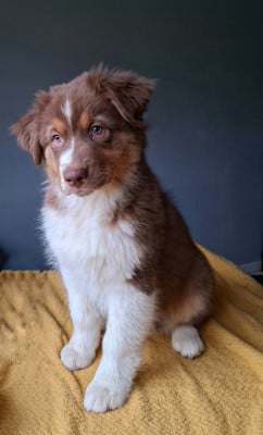 Les chiots de Berger Australien