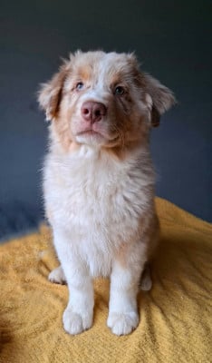 Les chiots de Berger Australien