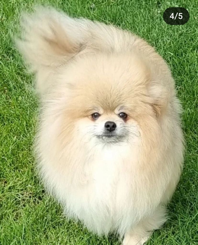 only my pom Zhe tem ami