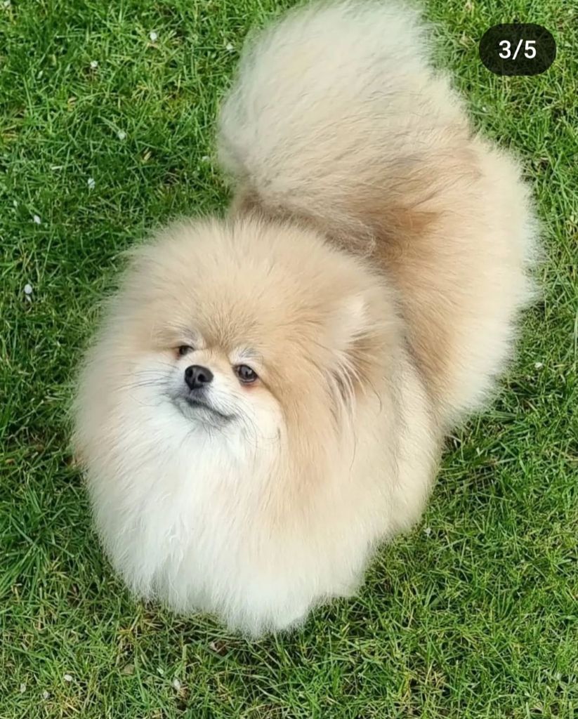 only my pom Zhe tem ami