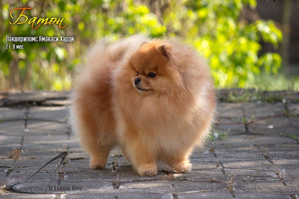 CH. luxurypoms Yamakasi hardy