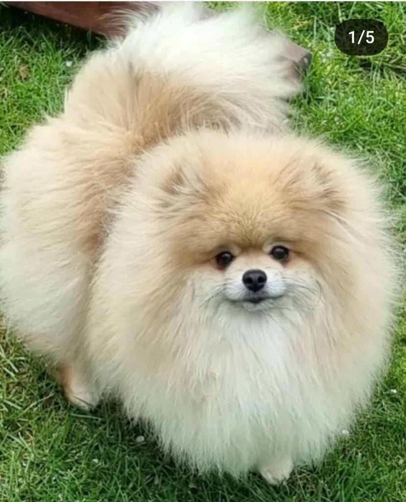 only my pom Zhe tem ami