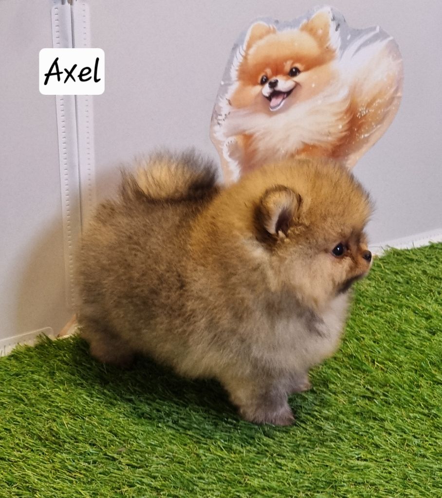 AXEL - CHIOT Mâle 1