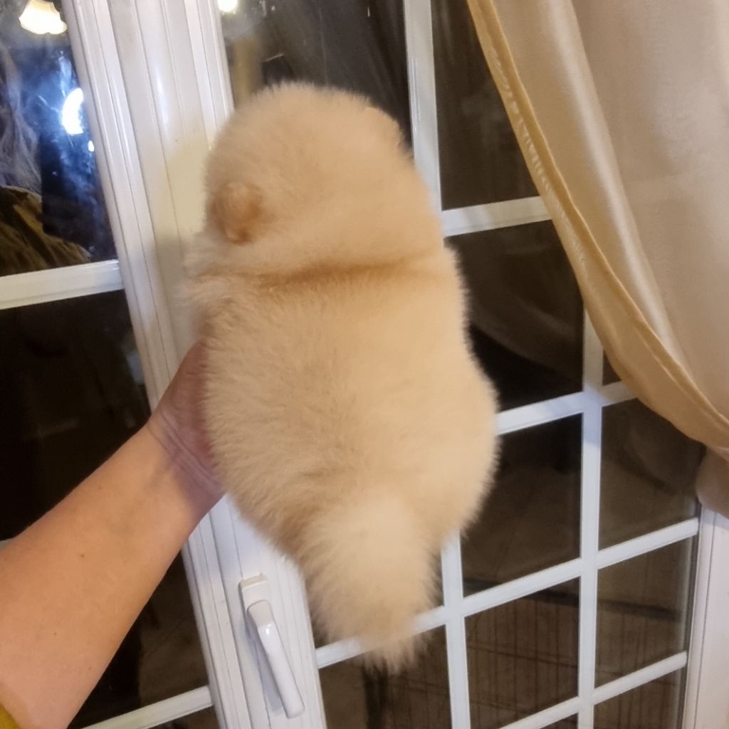 ANGELIC - CHIOT Femelle 1