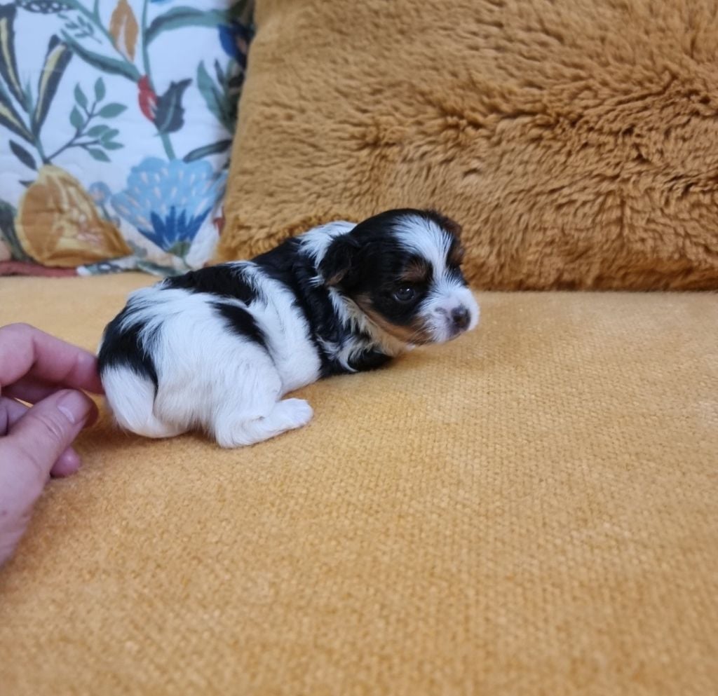 A-JOY - CHIOT Femelle 1