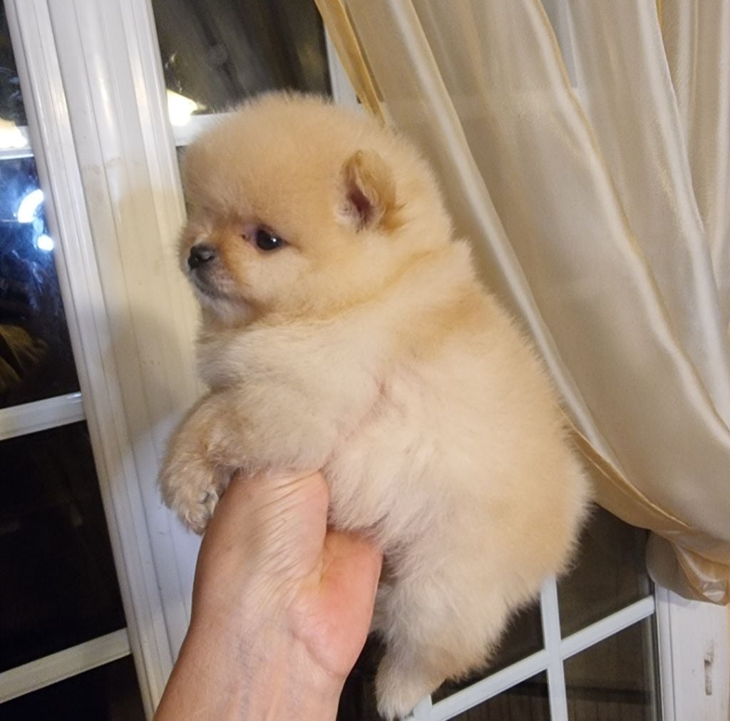 ANGELIC - CHIOT Femelle 1