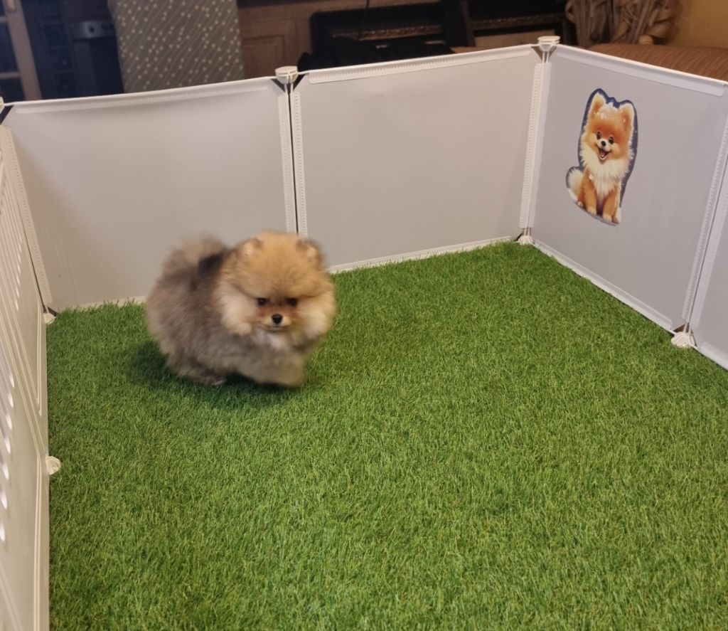 ARIALO - CHIOT Mâle 2