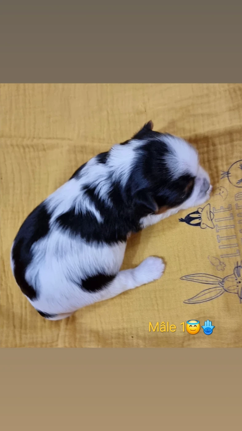 CHIOT 1