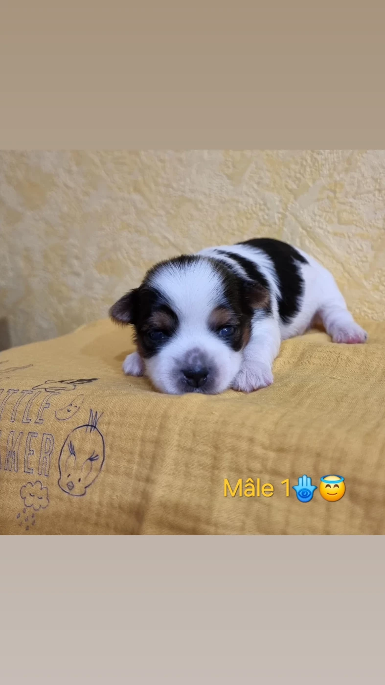 CHIOT 1