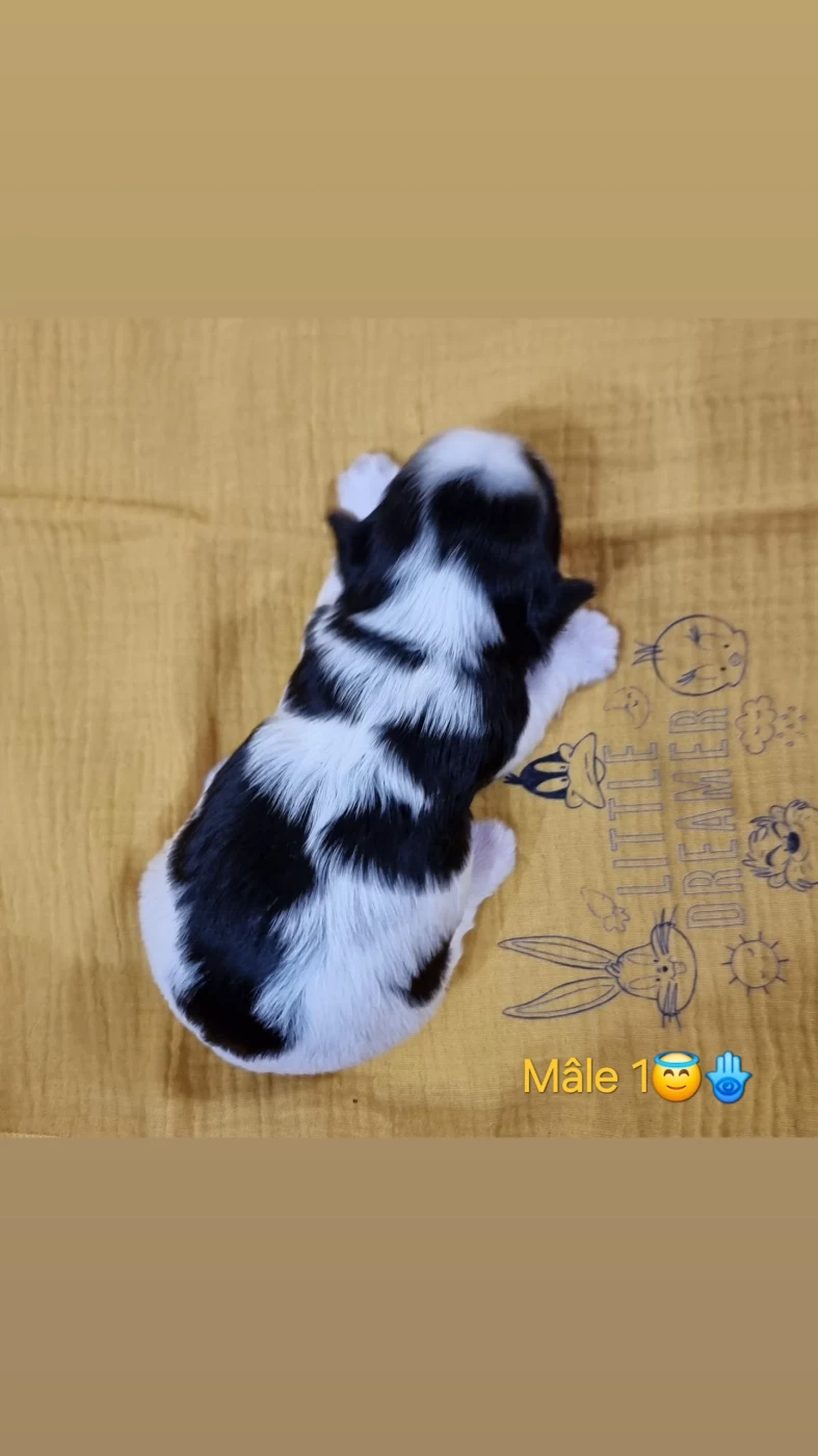 CHIOT 1