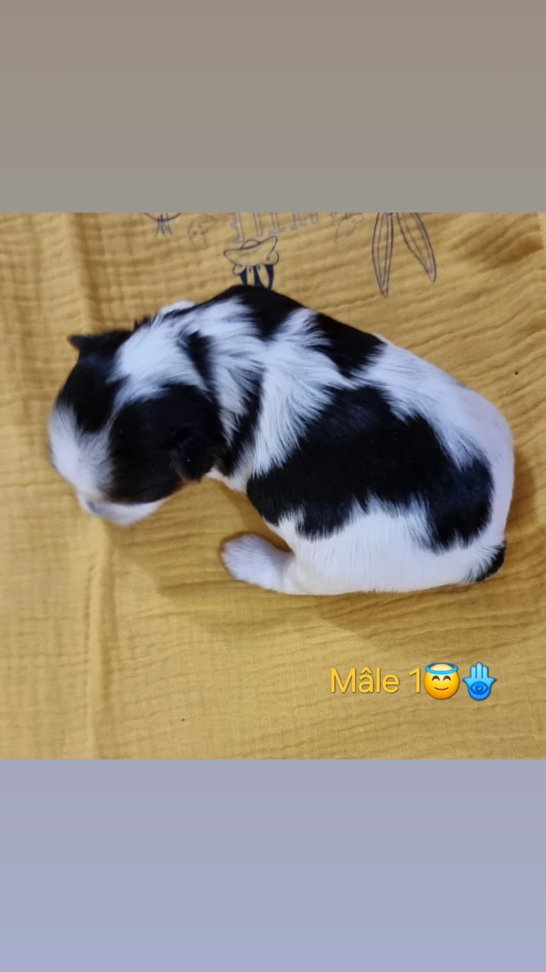 CHIOT 1