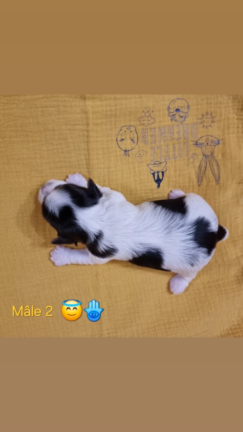CHIOT 2