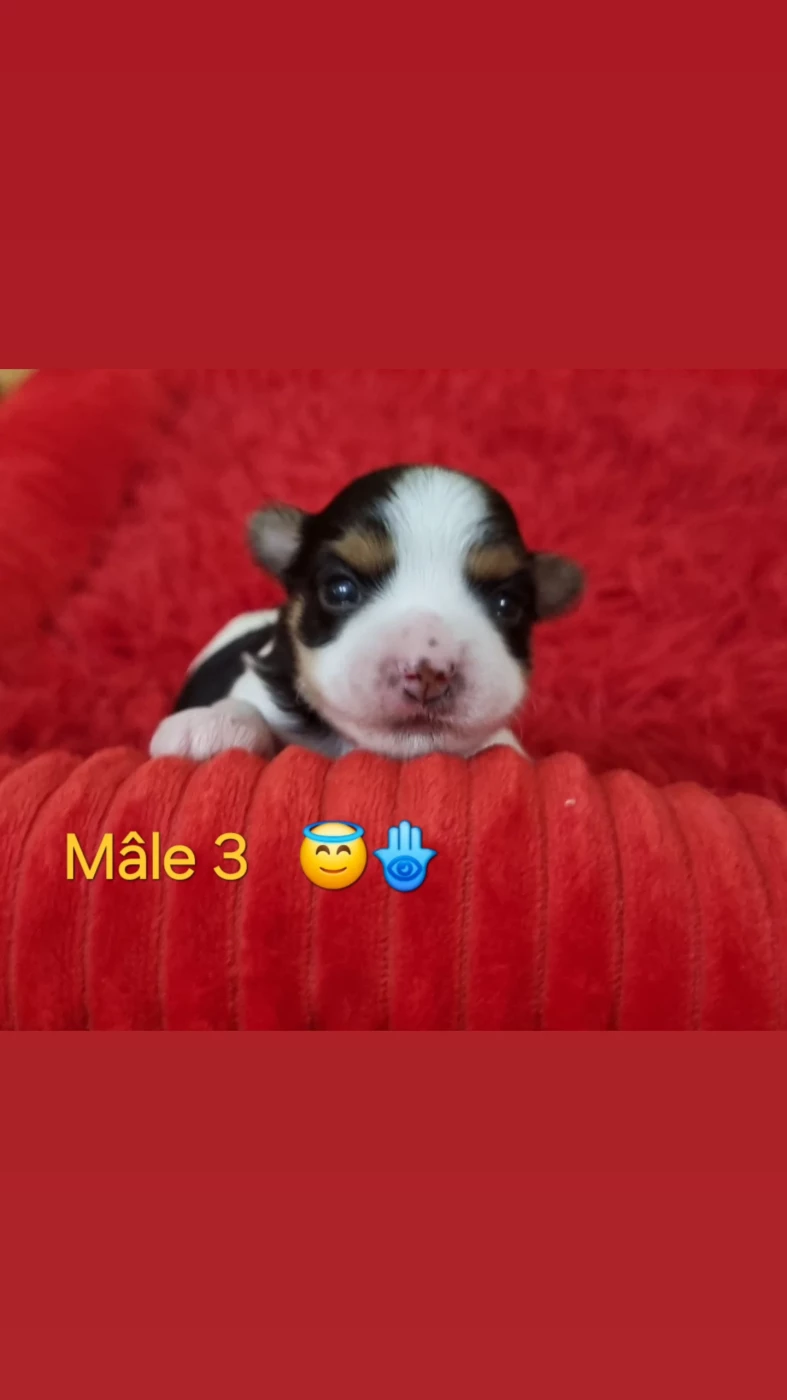 CHIOT 3