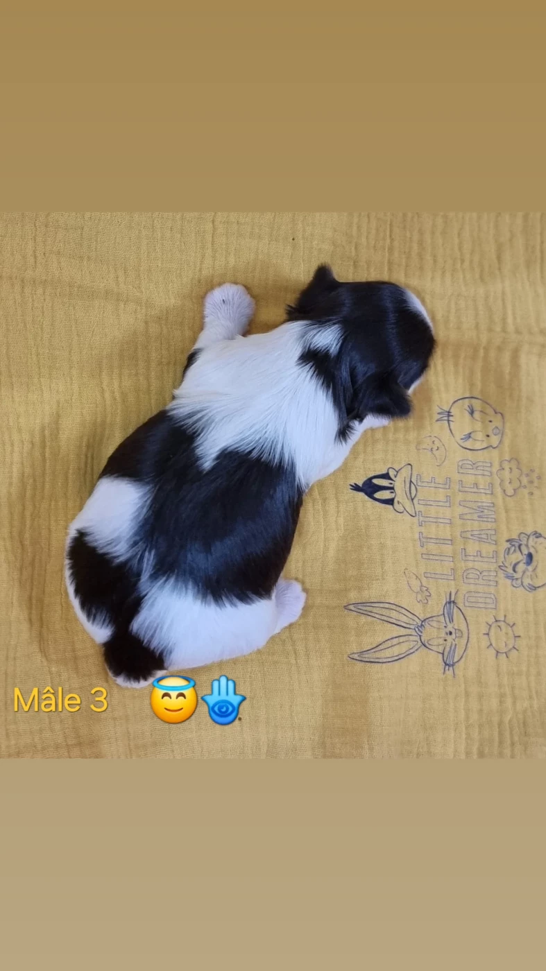 CHIOT 3