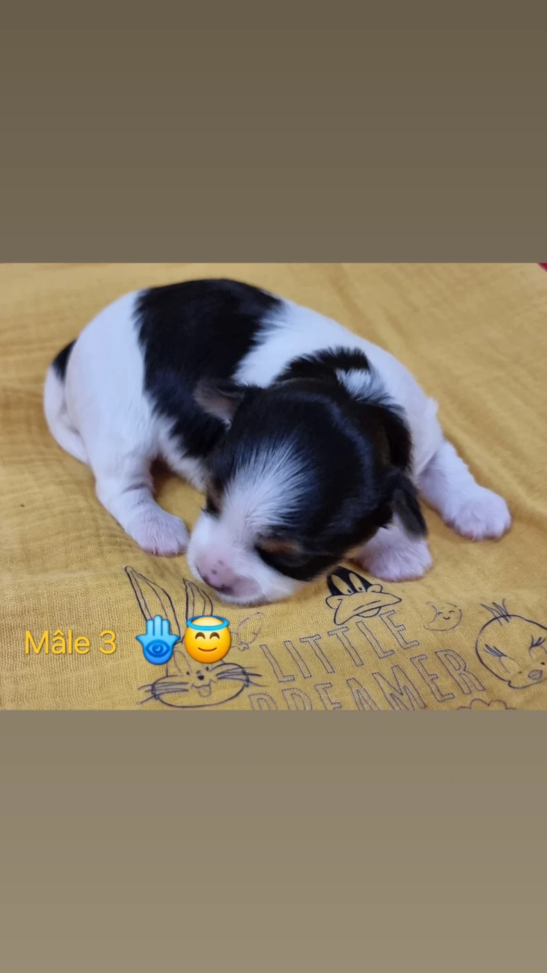CHIOT 3