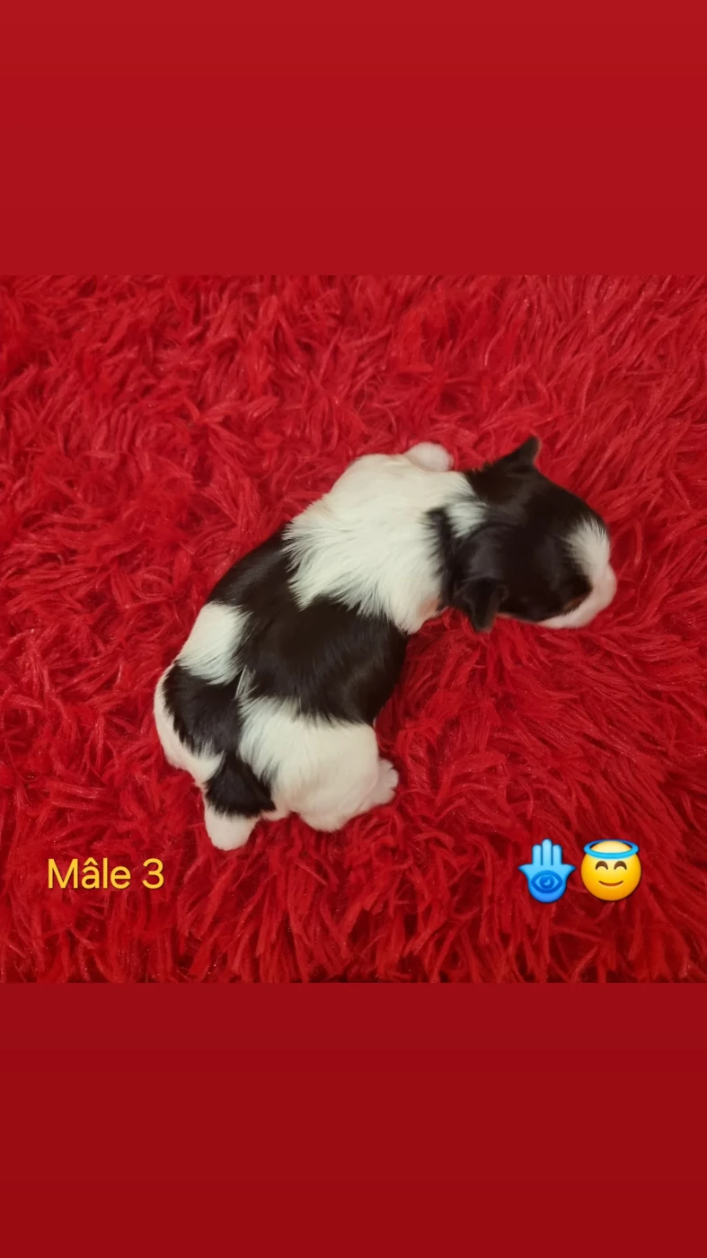 CHIOT 3