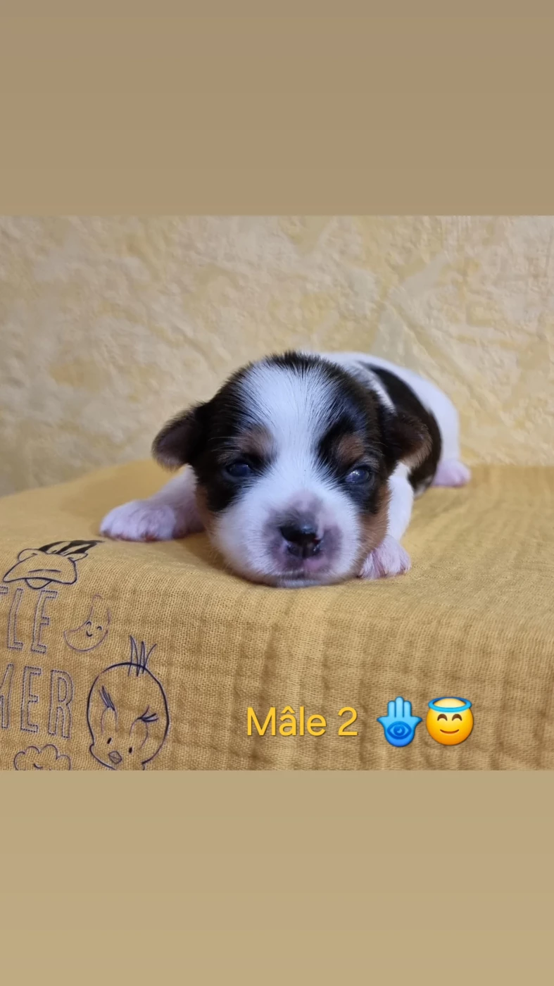 CHIOT 2