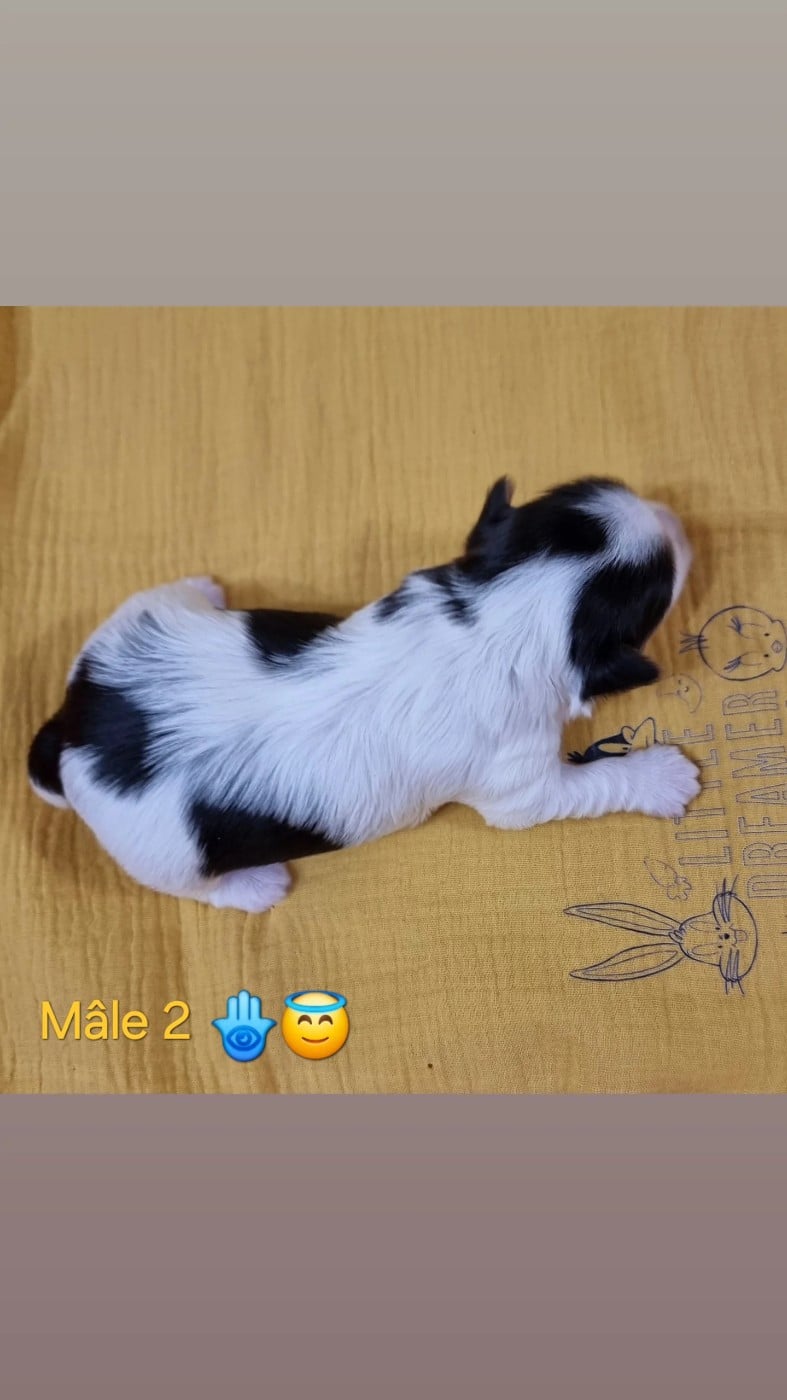CHIOT 2