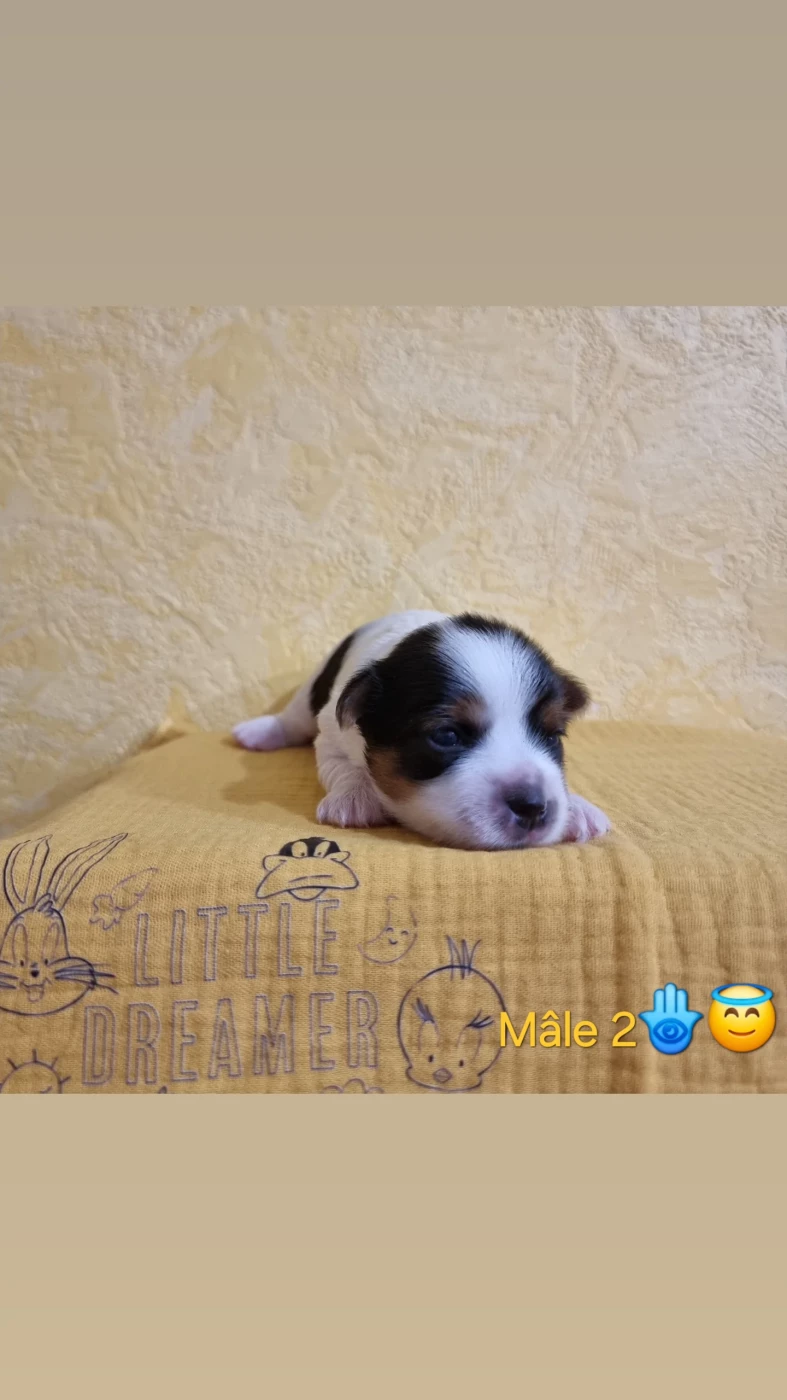 CHIOT 2