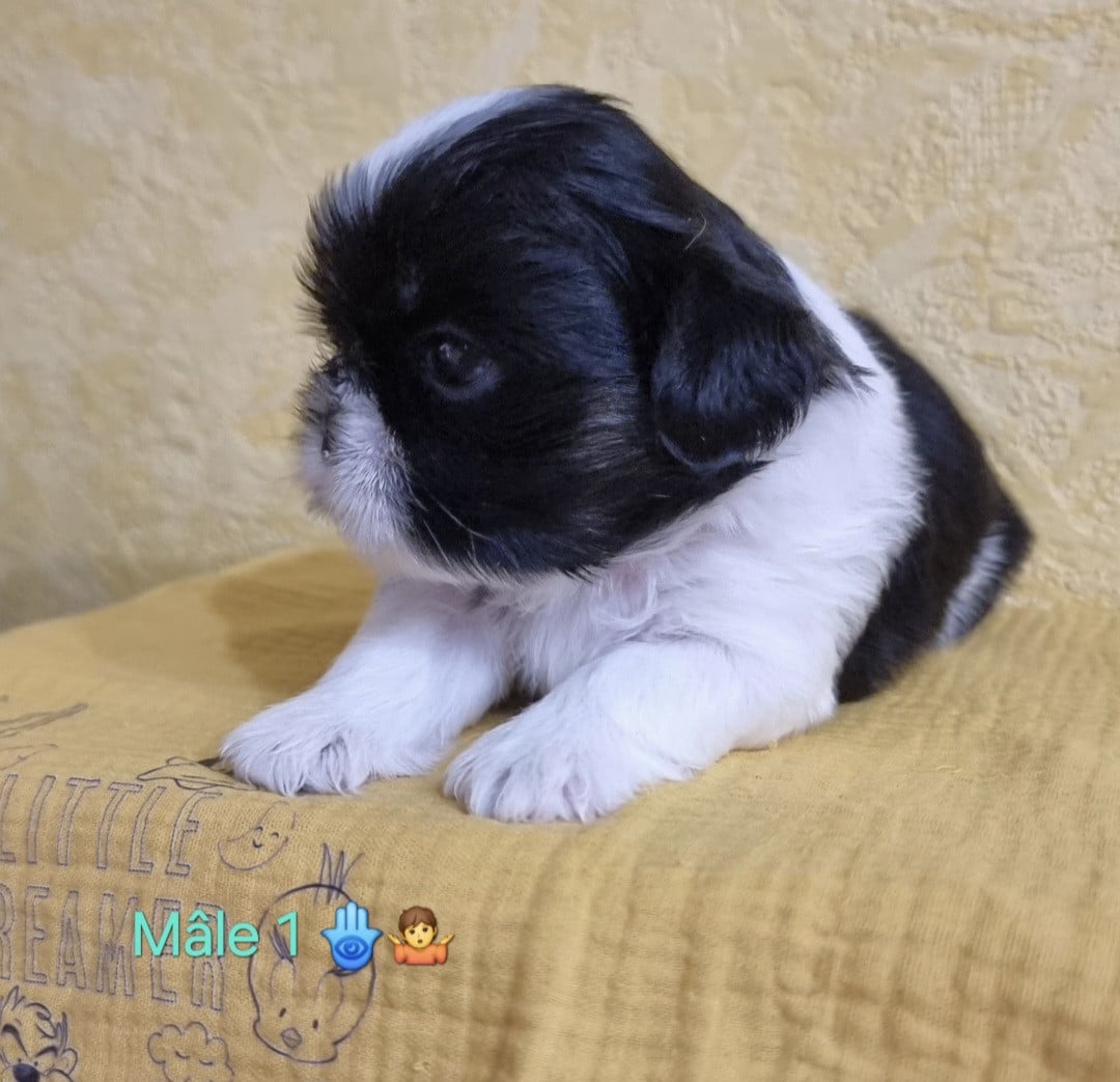 BANDY - CHIOT 1