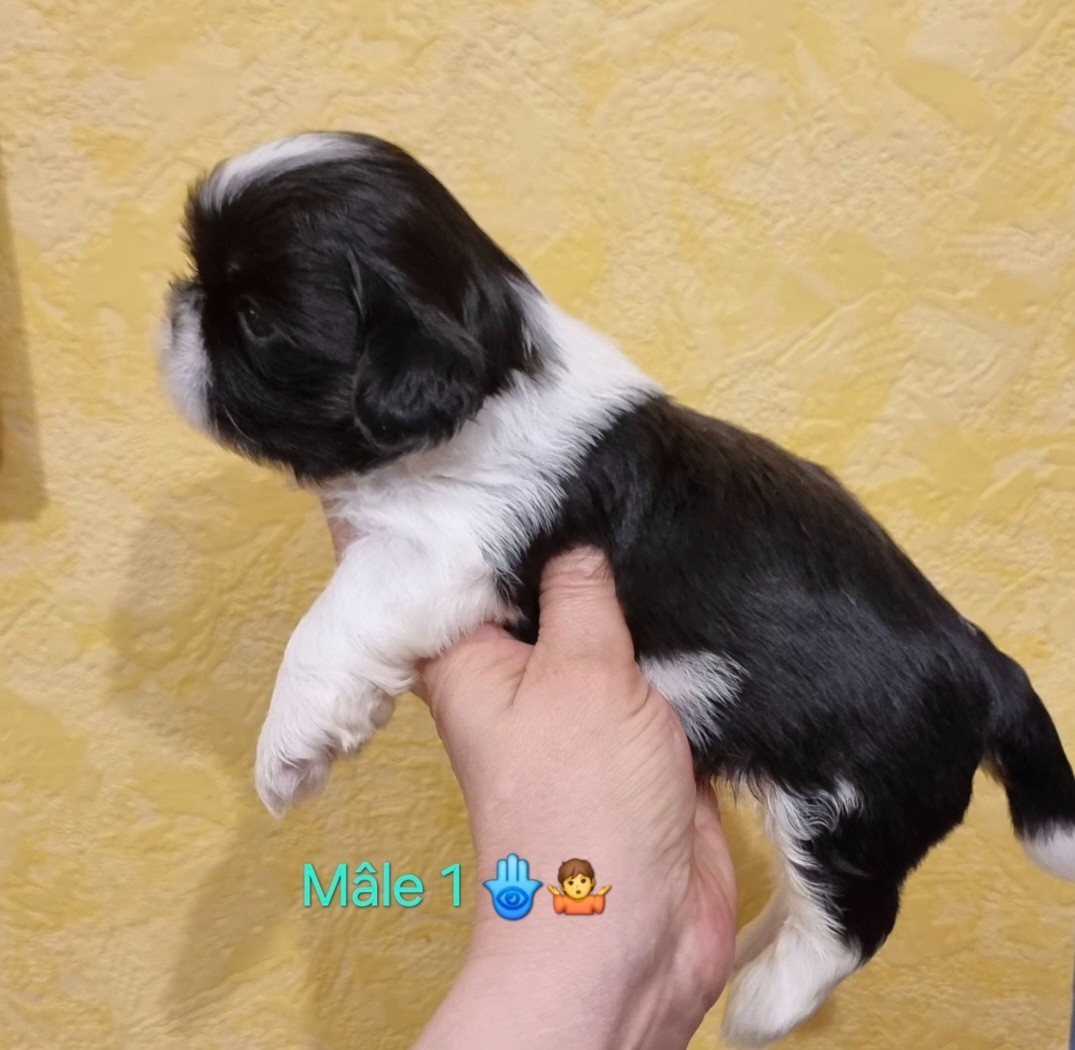 BANDY - CHIOT 1