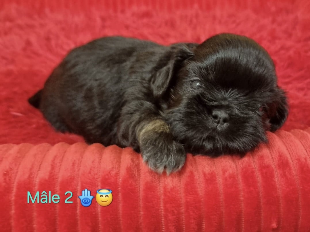 CHIOT 2