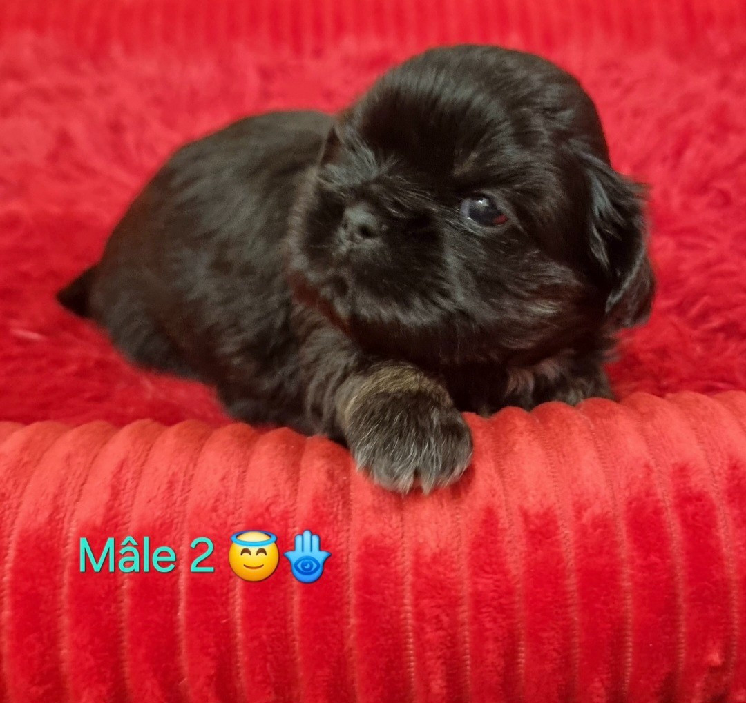CHIOT 2