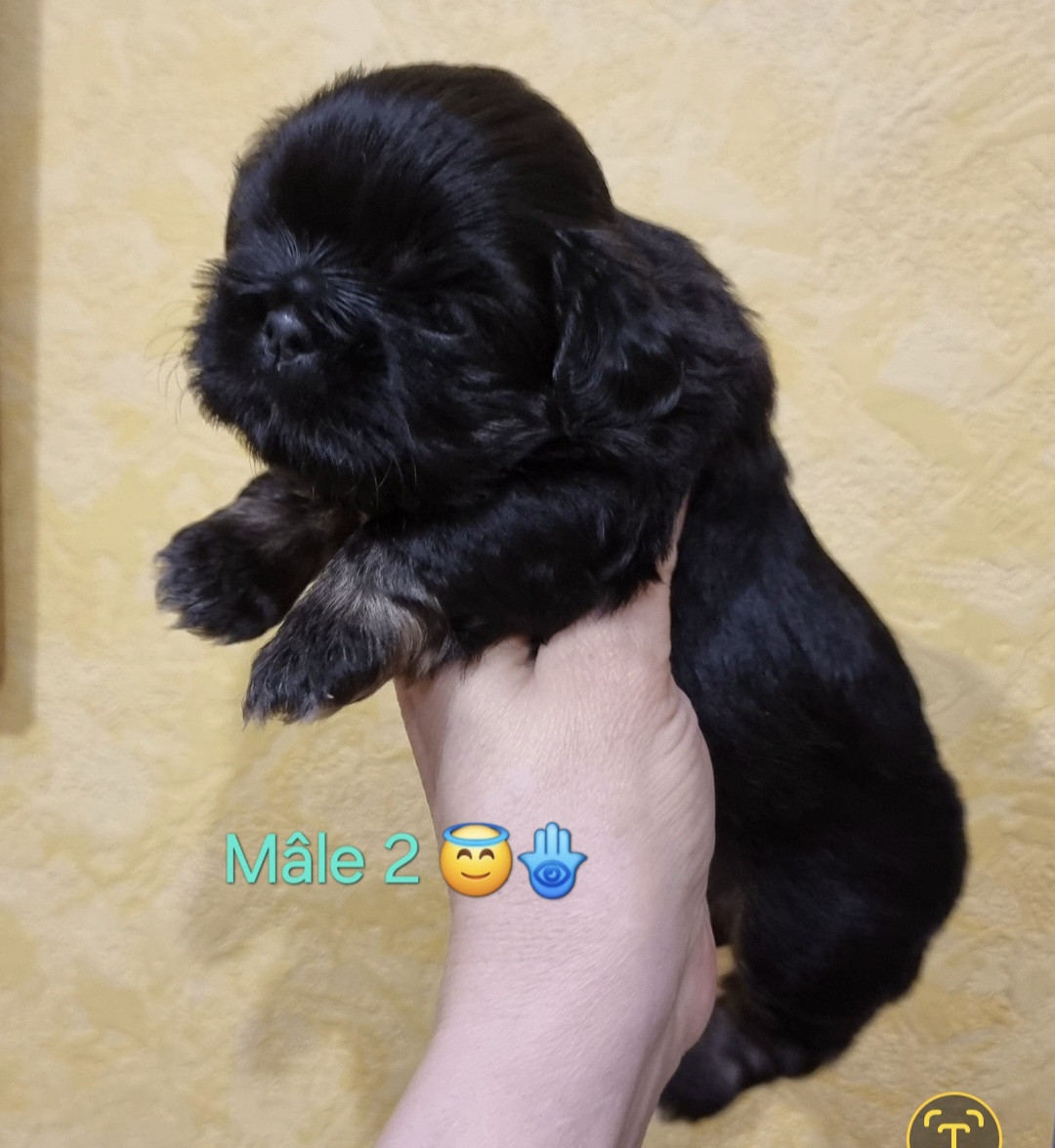 CHIOT 2