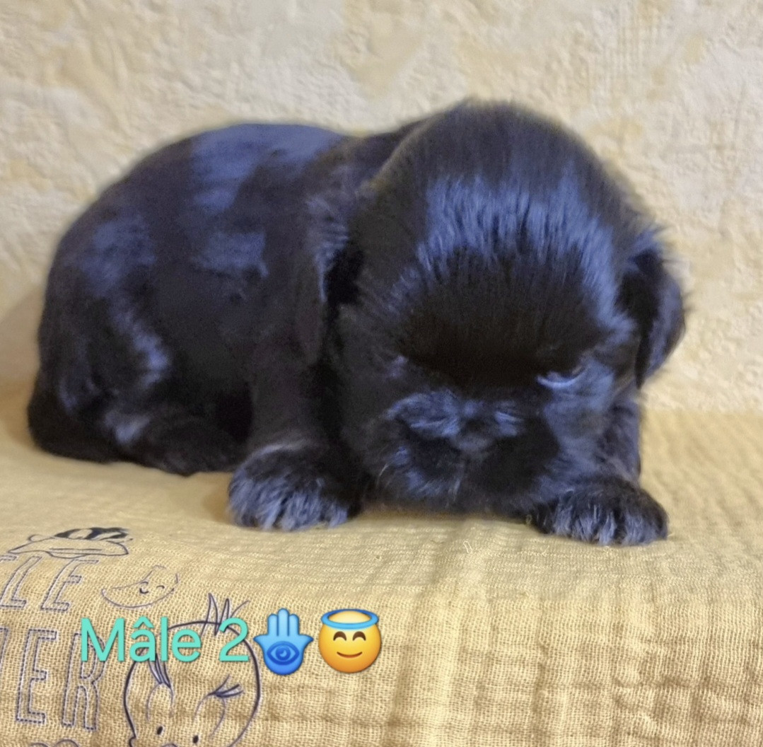 CHIOT 2