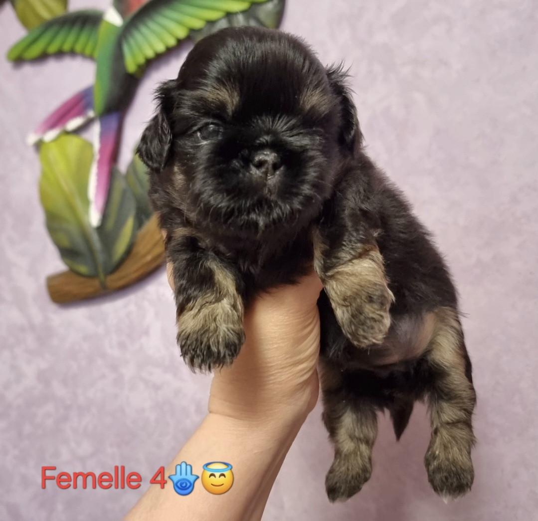 CHIOT 4