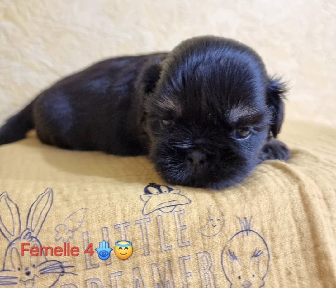 CHIOT 4