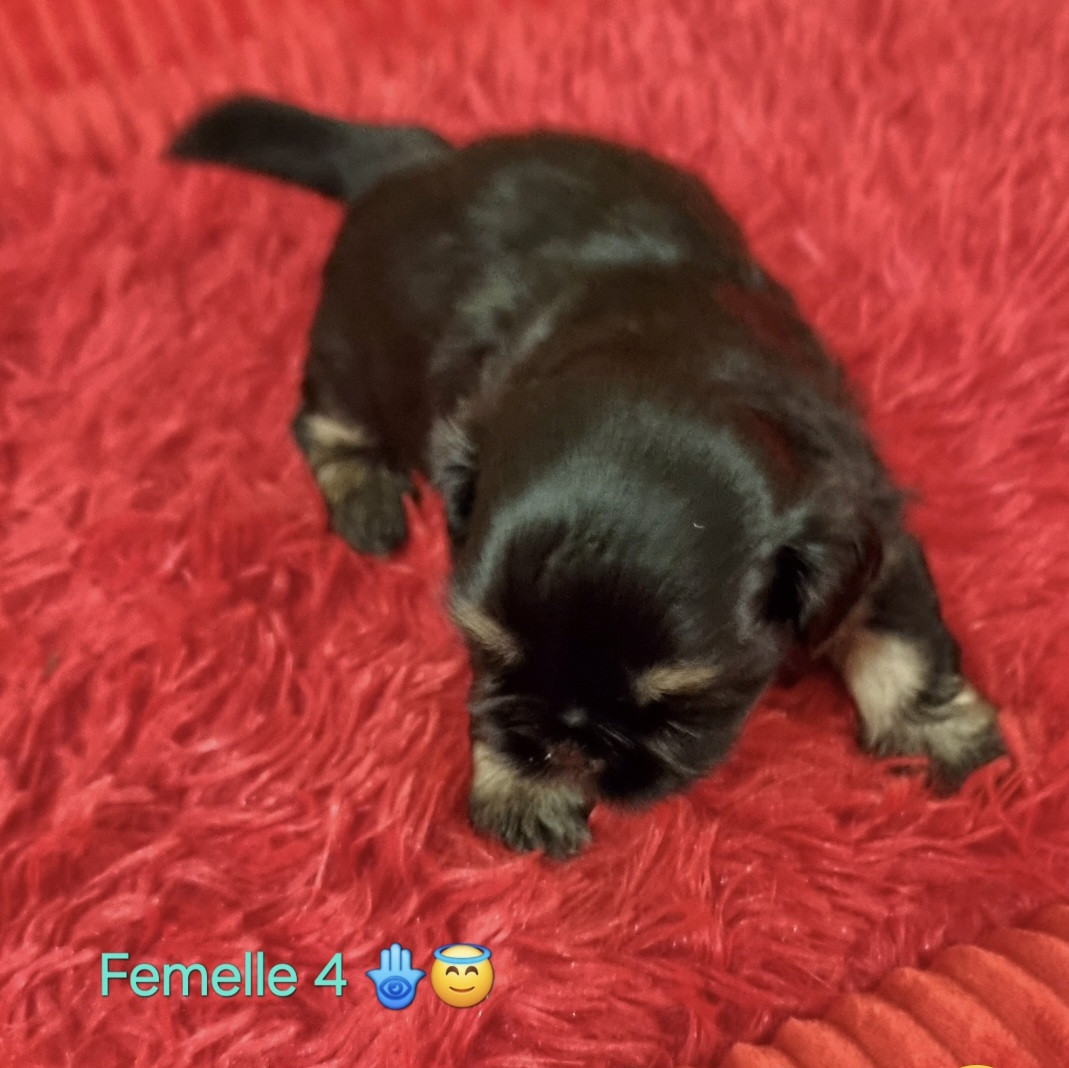 CHIOT 4