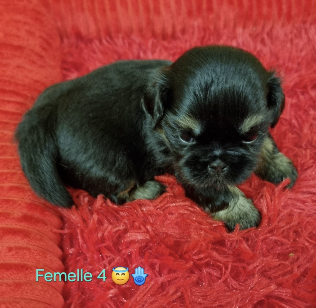 CHIOT 4