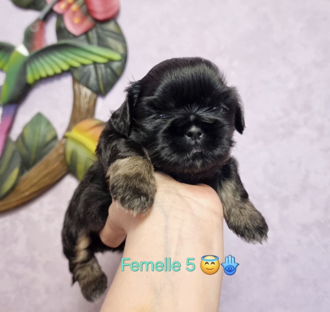 CHIOT 5