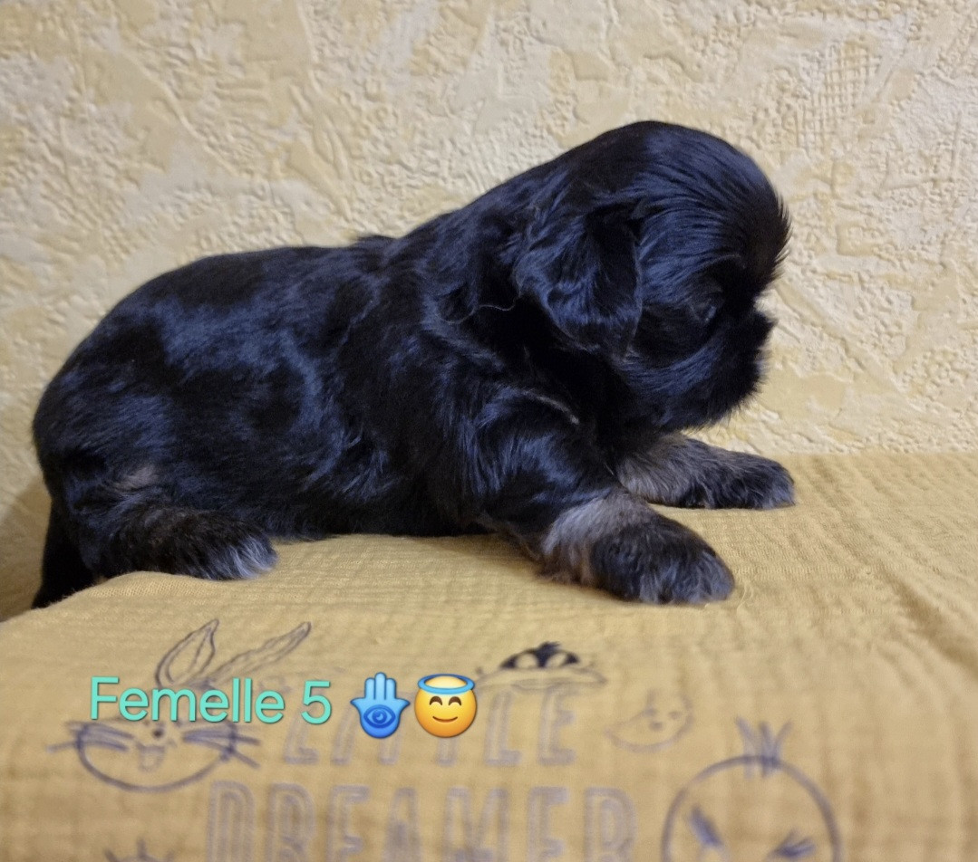 CHIOT 5